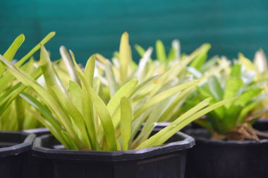 Saksıda bromeliad yaprağı bitki bromeliad bahçesinde süsleyin 