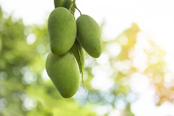 Verse groene mango fruit opknoping op mangoboom in de tuin boerderij — Stockfoto