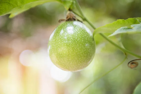 Verse groene passievrucht hangt op wijnstok in de tuin fruit — Stockfoto