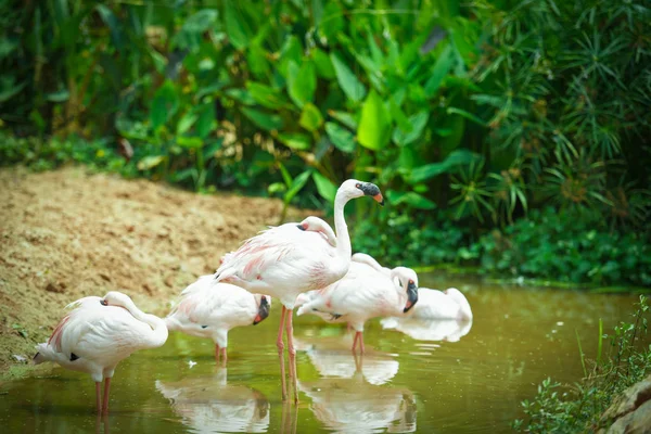 Фламінго птахів в озері річки природи тропічних тварин-велика FL — стокове фото