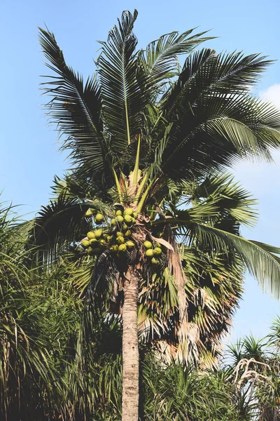 Coconut palm tree and coconut fruit in the tropical garden