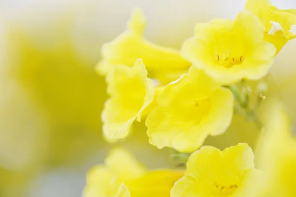 Trompetenblume - gelbe Trompetenblume blüht im Garten — Stockfoto