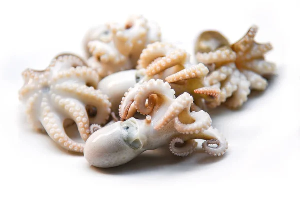 Świeże ośmiornice lub kałuże gotowane owoce morza na białej płycie — Zdjęcie stockowe