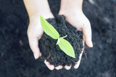 bir ağaç fidesi dikim genç bitki toprak holdin üzerinde büyüyor