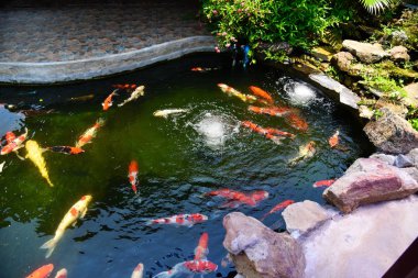 Yüzey su renkli fantezi koi balık - güzel balık ca