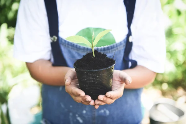 Plantar un árbol plántulas planta joven están creciendo en el suelo en maceta — Foto de Stock