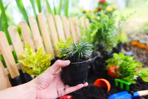 手拿植物盆在花园里种植 - 种植植物wor — 图库照片