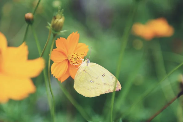 Papillon jaune sur la fleur jaune sur la nature printemps ton vint — Photo