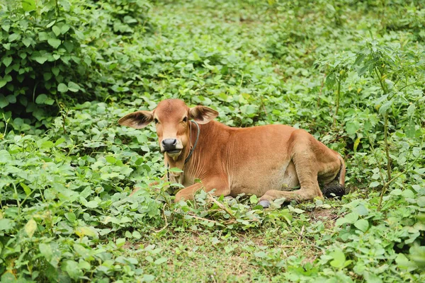 Vaca vermelha asiático deitado no campo prado verde - vaca jovem — Fotografia de Stock