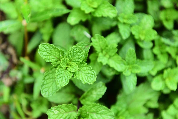 La hoja de menta sobre la planta - las hojas frescas verdes de menta en el jardín su — Foto de Stock