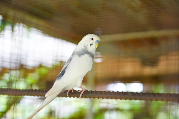 Pássaro de estimação de papagaio branco ou periquito budgerigar comum em th — Fotografia de Stock