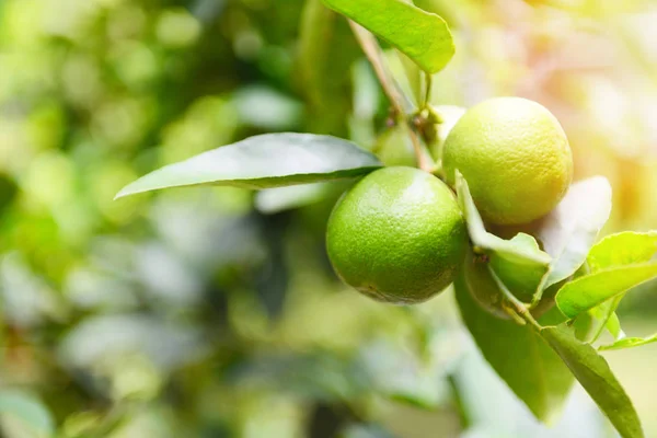 Limas verdes en un árbol - Cítricos de lima fresca con alto contenido de vitamina C i — Foto de Stock