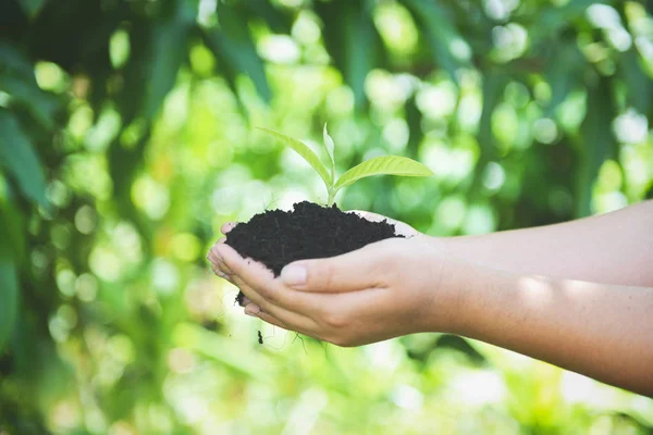 Plantar un árbol de plántulas planta joven están creciendo en el suelo en han — Foto de Stock