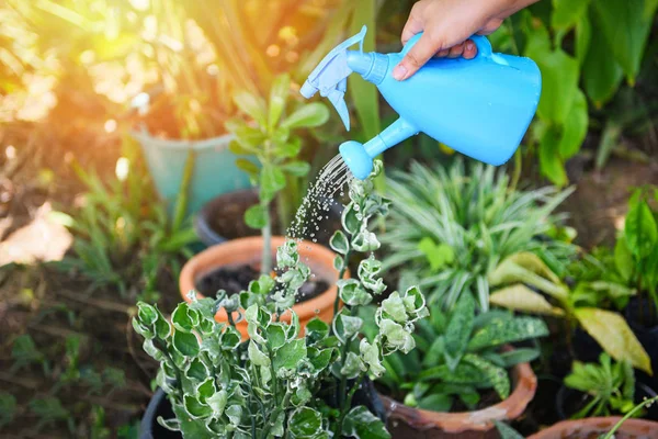 カラフルな青い水やりと植物は、ガーのポットにすることができます — ストック写真