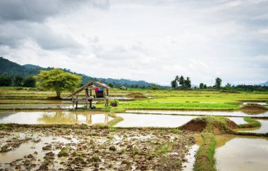 Çiftçi çalışma pulluk tarım arazisi yürüyüş traktör pirinç alan pre