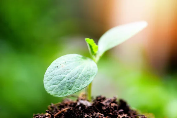 Junges Pflanzenwachstum auf neutralem grünen Hintergrund - Landwirtschaft neu — Stockfoto