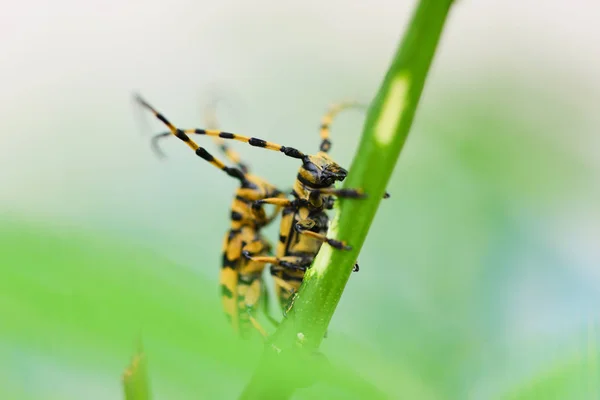 Langer Hornkäfer am Ast / Nahaufnahme gelb und schwarz — Stockfoto