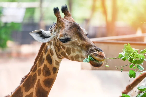 Giraffe eten verlaat-close-up van een Giraffe Afrika in de nati — Stockfoto