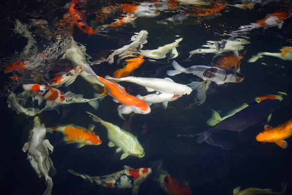 Bunte ausgefallene Koi-Fische auf dem Oberflächenwasser - schöne Fische — Stockfoto