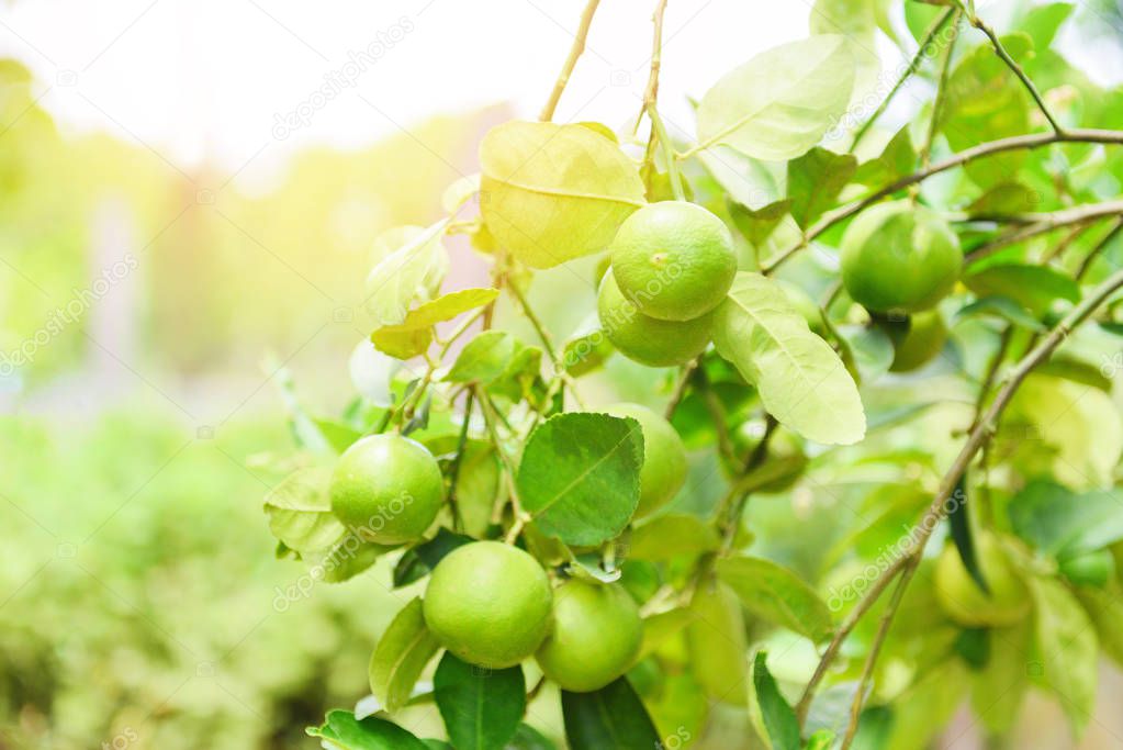 Green limes on a tree - Fresh lime citrus fruit high vitamin C i