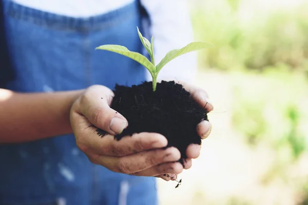 Plantar un árbol plántulas planta joven están creciendo en el suelo en maceta — Foto de Stock