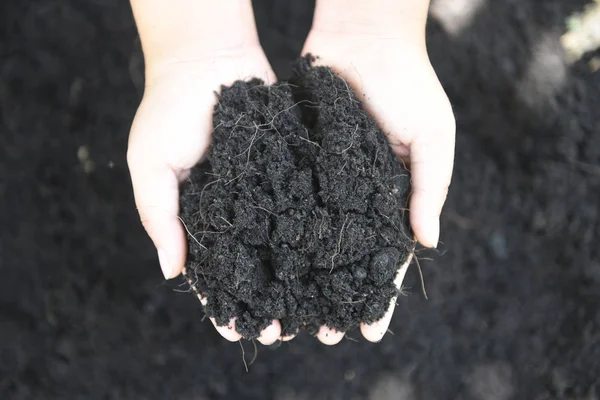 Soil in hand planting a tree help the environment save environme — Stock Photo, Image