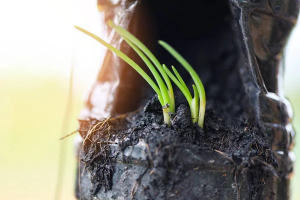 Шалот растет - зеленый саженец весеннего лука или бутон шалота — стоковое фото