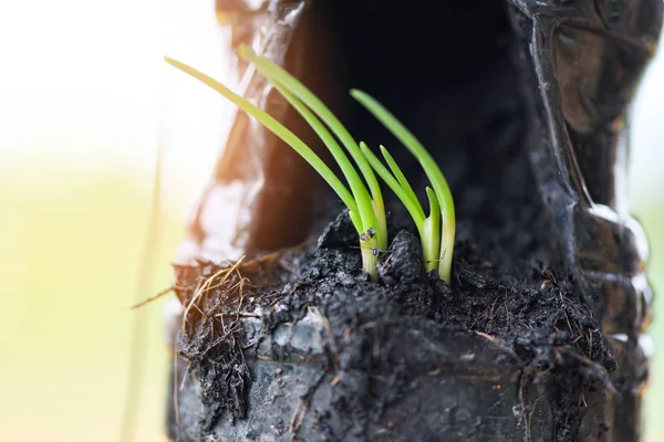 Schalotten wachsen - grüner Sämling Frühlingszwiebeln oder Knospen von Schalotten — Stockfoto