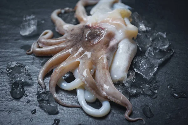 Cumi-cumi makanan laut di atas es Gurita segar laut gourmet kecerdasan cumi-cumi mentah — Stok Foto