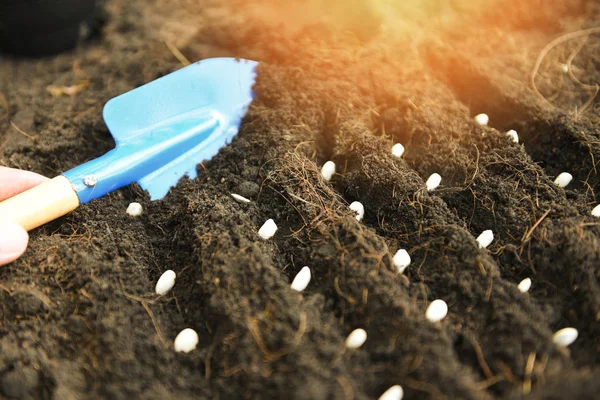 Ręcznie sadzenie nasion dyni na glebie w ogrodzie warzywnym Agric — Zdjęcie stockowe