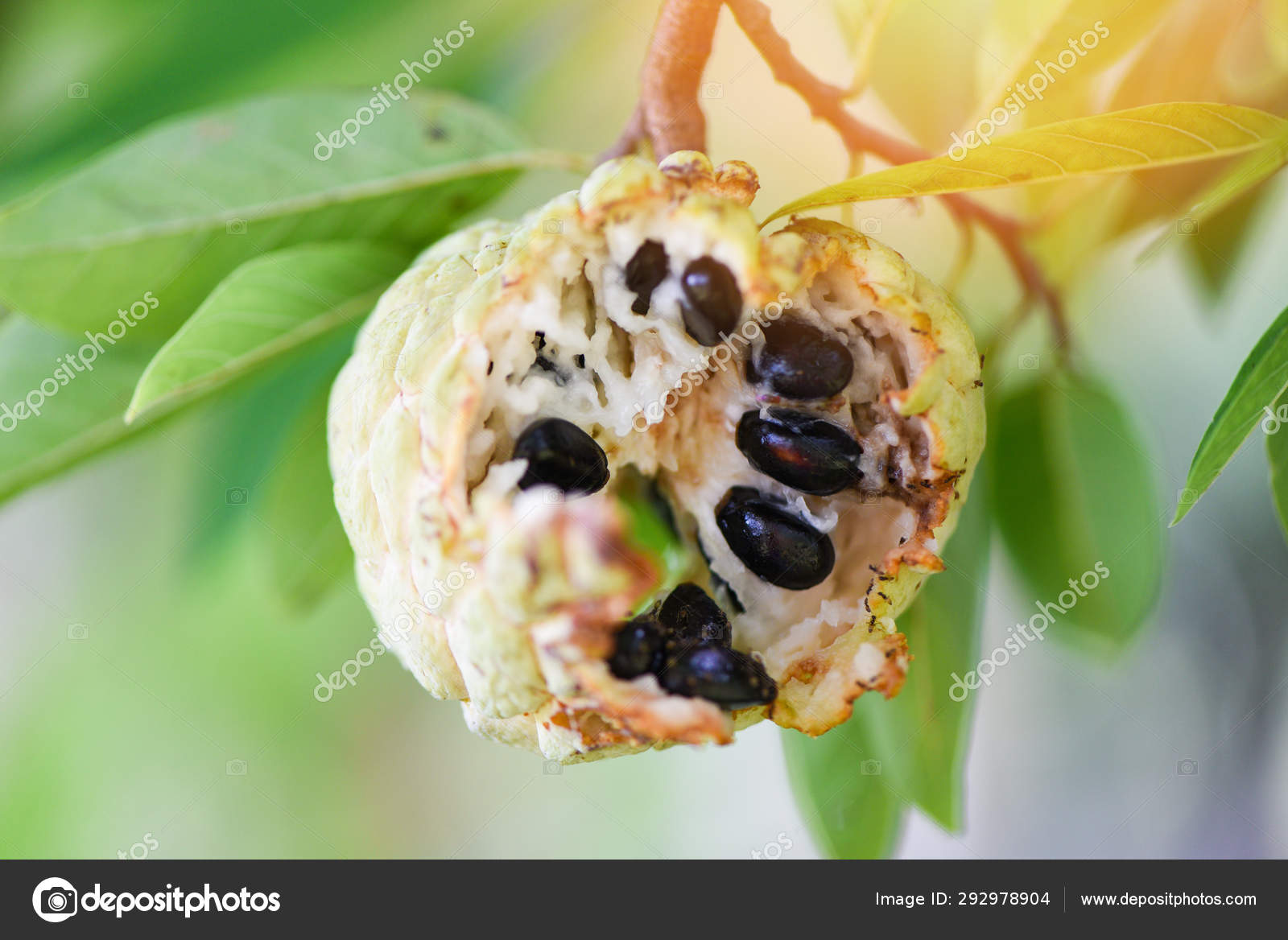 Ants and insects eat fruit sugar apple or custard apple on tree Stock