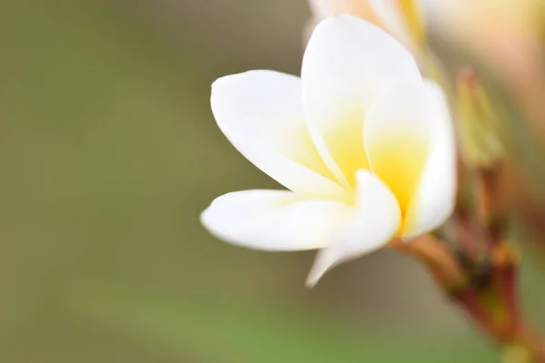 Pianta di fiori di plumeria o frangipani in giardino estate — Foto Stock