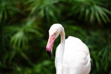Flamingo kuş göl nehir doğa orman tropik güzel
