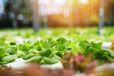 Hydroponic sistemi genç sebze ve taze yeşil marul salatası