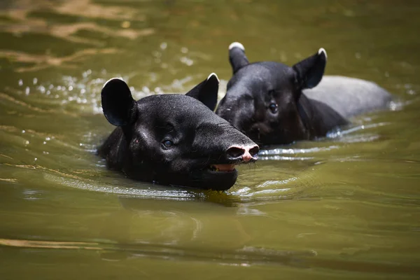 野生動物保護区の水の上で泳ぐタピル / タピルス — ストック写真