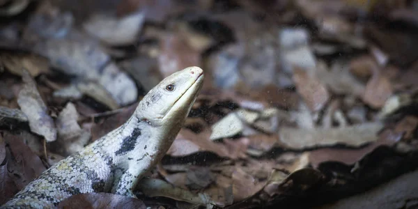 Blå spontat skinkar liggande på marken-Tiliqua scincoides — Stockfoto