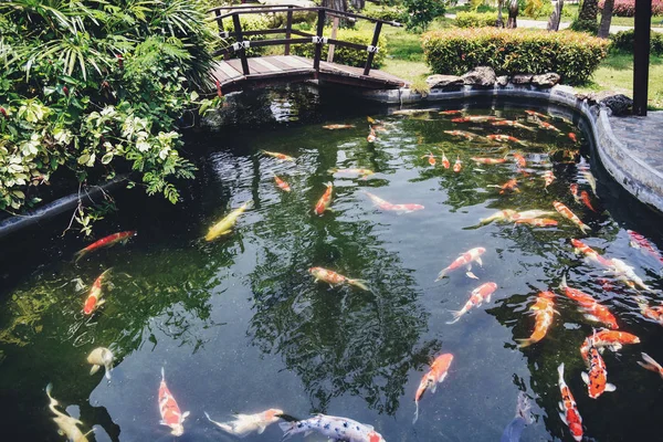 Bunte ausgefallene Koi-Fische auf dem Oberflächenwasser - schöne Fische — Stockfoto