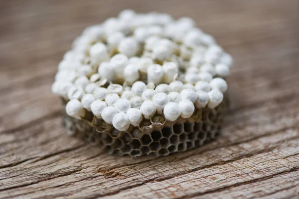 stock image wasp nest or hornet nest with larva on wooden background close u