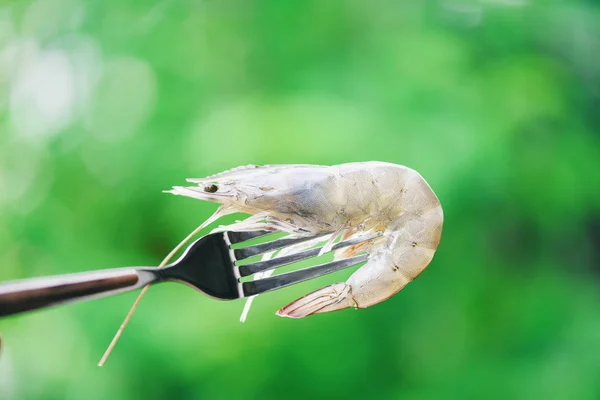 Camarões em um garfo perto - camarão cru fresco com a natureza — Fotografia de Stock