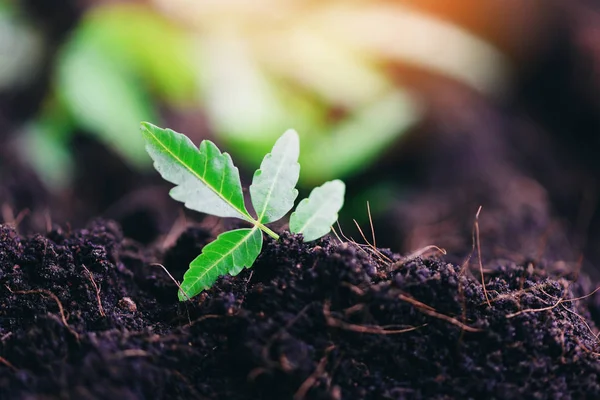 Jardinagem plantando uma árvore mudas planta jovem estão crescendo em s — Fotografia de Stock