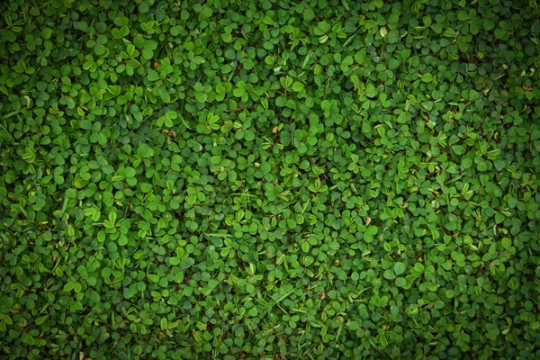 Groene bladeren textuur achtergrond gras top uitzicht kleine plant groen — Stockfoto