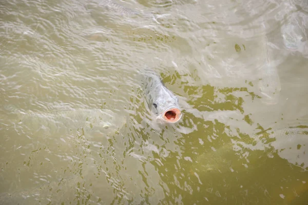 Granja de tilapia nadando en la superficie del río - Fresca tilapia fi —  Fotos de Stock