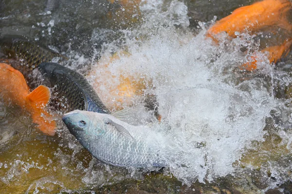 Pertanian Tilapia berenang dan melompat di permukaan sungai - Fres — Stok Foto