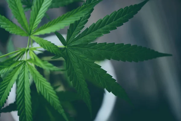 Cannabisblatt Marihuana-Pflanze Baum wächst Topf Baumschule - Hanf le — Stockfoto