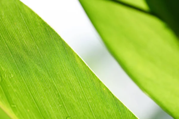 Natural Green Leaf på suddig solljus bakgrund i Garden Eco — Stockfoto