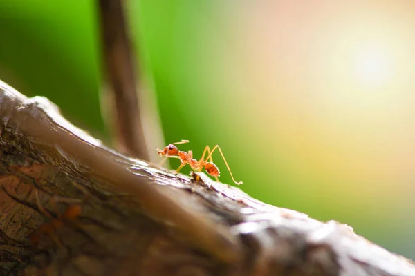 Acción de hormigas de pie en la rama del árbol por la mañana - Primer plano abeto —  Fotos de Stock