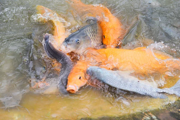 Ikan mas keemasan tilapia atau ikan mas oranye dan ikan lele makan dari — Stok Foto