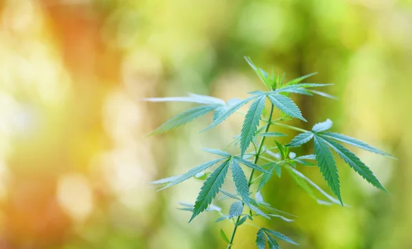 Marijuana leaves cannabis plant tree growing on nature green bac — Stock Photo, Image