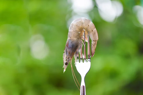 Los langostinos sobre el tenedor se acercan - los langostinos frescos crudos con la naturaleza —  Fotos de Stock