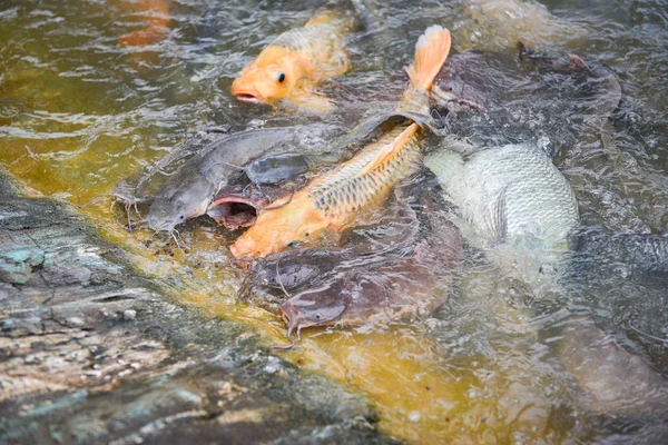 Granja de peces de agua dulce - Carpa dorada tilapia pescado o naranja carpa a —  Fotos de Stock